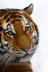 Image showing Tiger portrait