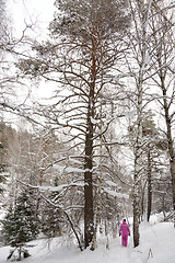 Image showing Winter landscape