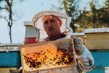 Image showing Beekeeper checking honey on the beehive frame in the field. Small business owner on apiary. Natural healthy food produceris working with bees and beehives on the apiary.