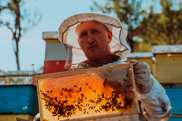 Image showing Beekeeper checking honey on the beehive frame in the field. Small business owner on apiary. Natural healthy food produceris working with bees and beehives on the apiary.