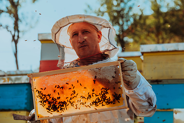 Image showing Beekeeper checking honey on the beehive frame in the field. Small business owner on apiary. Natural healthy food produceris working with bees and beehives on the apiary.