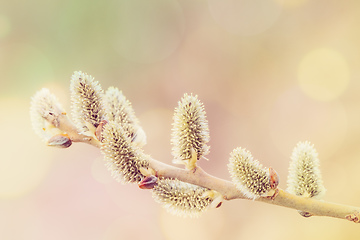 Image showing pussy-willow holiday, spring background