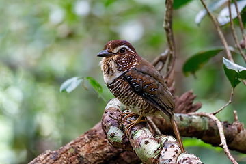 Image showing Short-legged Ground-Roller, Masoala, Madagascar