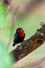 Image showing Black-billed Barbet, Ethiopia wildlife