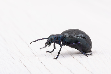 Image showing poisonous violet oil beetle isolated on white