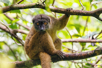 Image showing female of white-headed lemur Madagascar wildlife