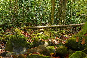 Image showing primary rainforest jungle Madagascar