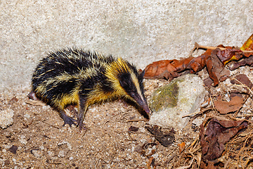 Image showing Endemic Tailless Tenrec, Madagascar Wildlife