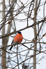 Image showing color bird Eurasian Bullfinch