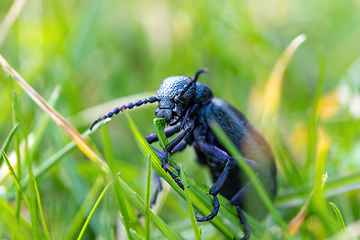 Image showing poisonous violet oil beetle feeding on grass