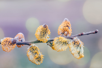 Image showing pussy-willow holiday, spring background