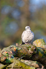 Image showing Eurasian collared dove in spring garden