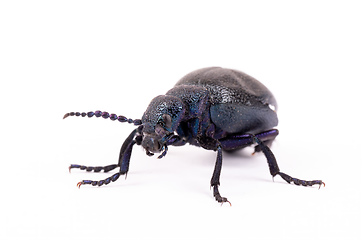 Image showing poisonous violet oil beetle isolated on white