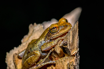 Image showing nocturnal frog Boophis Madagascar, wildlife