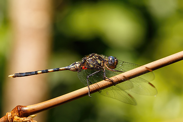 Image showing Dragonfly In Rainforest Madagascar Wildlife