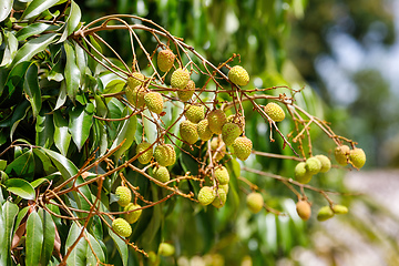 Image showing Unripe exotic fruit Lychee on tree