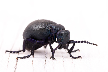 Image showing poisonous violet oil beetle isolated on white