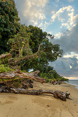 Image showing Beautiful paradise beach in Masoala, Madagascar