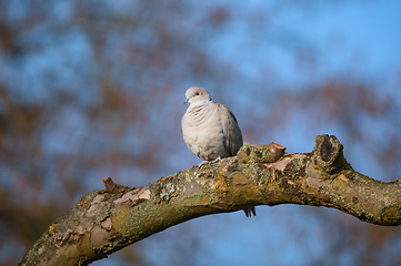 Image showing Eurasian collared dove in spring garden