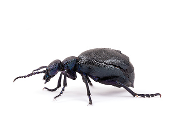 Image showing poisonous violet oil beetle isolated on white