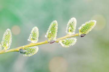 Image showing pussy-willow holiday, spring background