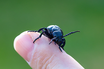 Image showing poisonous violet oil beetle on human finger