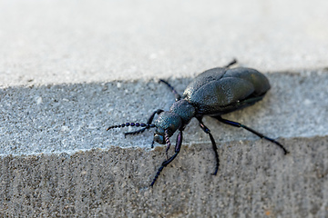 Image showing poisonous violet oil beetle