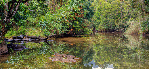 Image showing primary rainforest jungle Madagascar