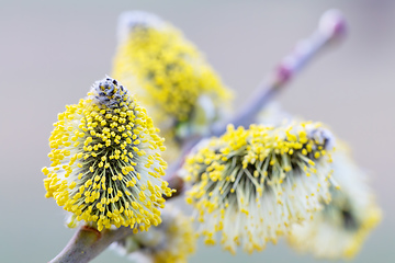 Image showing pussy-willow holiday, spring background