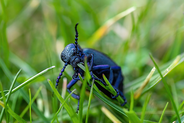 Image showing poisonous violet oil beetle feeding on grass