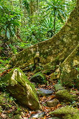 Image showing primary rainforest jungle Madagascar