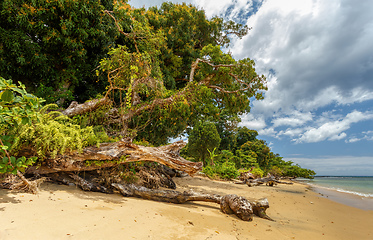 Image showing Beautiful paradise beach in Masoala, Madagascar