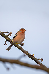 Image showing small bird, common chaffinch