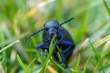 Image showing poisonous violet oil beetle feeding on grass