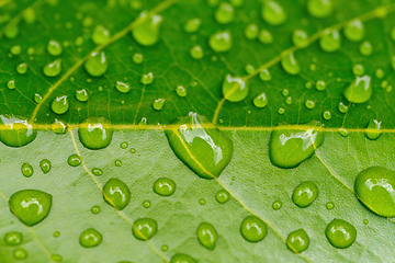 Image showing water drops on green plant leaf