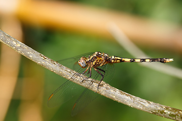 Image showing Dragonfly In Rainforest Madagascar Wildlife