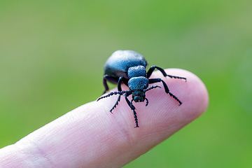 Image showing poisonous violet oil beetle on human finger