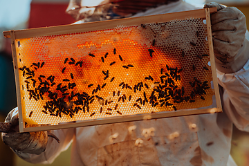 Image showing Beekeeper checking honey on the beehive frame in the field. Small business owner on apiary. Natural healthy food produceris working with bees and beehives on the apiary.