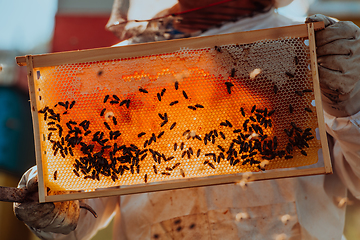 Image showing Beekeeper checking honey on the beehive frame in the field. Small business owner on apiary. Natural healthy food produceris working with bees and beehives on the apiary.