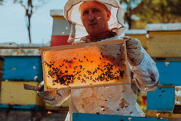 Image showing Beekeeper checking honey on the beehive frame in the field. Small business owner on apiary. Natural healthy food produceris working with bees and beehives on the apiary.