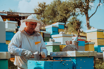 Image showing Beekeeper checking honey on the beehive frame in the field. Small business owner on apiary. Natural healthy food produceris working with bees and beehives on the apiary.