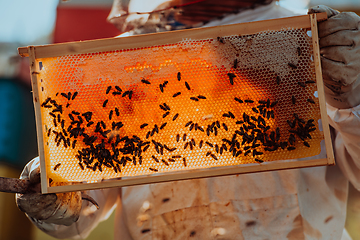 Image showing Beekeeper checking honey on the beehive frame in the field. Small business owner on apiary. Natural healthy food produceris working with bees and beehives on the apiary.