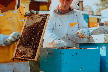 Image showing Beekeepers checking honey on the beehive frame in the field. Small business owners on apiary. Natural healthy food produceris working with bees and beehives on the apiary.