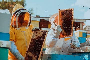 Image showing Beekeepers checking honey on the beehive frame in the field. Small business owners on apiary. Natural healthy food produceris working with bees and beehives on the apiary.