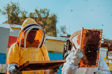 Image showing Beekeepers checking honey on the beehive frame in the field. Small business owners on apiary. Natural healthy food produceris working with bees and beehives on the apiary.