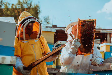 Image showing Beekeepers checking honey on the beehive frame in the field. Small business owners on apiary. Natural healthy food produceris working with bees and beehives on the apiary.