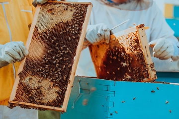 Image showing Beekeepers checking honey on the beehive frame in the field. Small business owners on apiary. Natural healthy food produceris working with bees and beehives on the apiary.