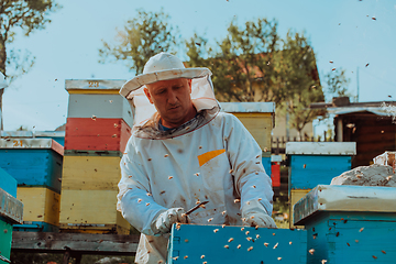 Image showing Beekeeper checking honey on the beehive frame in the field. Small business owner on apiary. Natural healthy food produceris working with bees and beehives on the apiary.