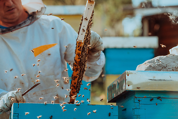 Image showing Beekeeper checking honey on the beehive frame in the field. Small business owner on apiary. Natural healthy food produceris working with bees and beehives on the apiary.