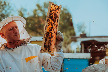 Image showing Beekeeper checking honey on the beehive frame in the field. Small business owner on apiary. Natural healthy food produceris working with bees and beehives on the apiary.